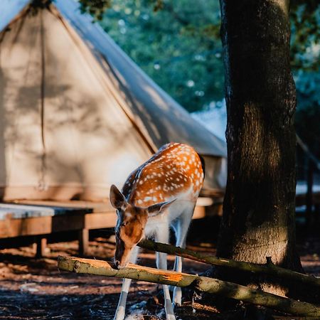 Amani - Aap Hotell Lichtaart Exteriör bild